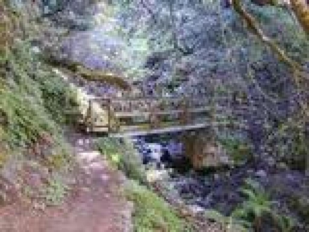 Back in the woods