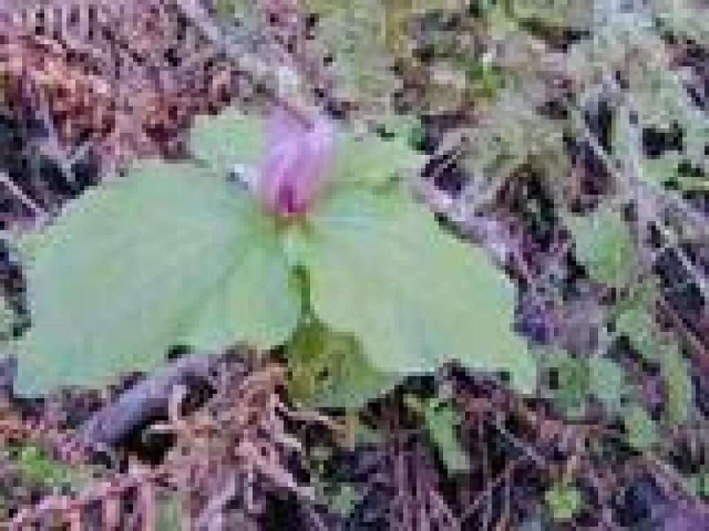 Trillium