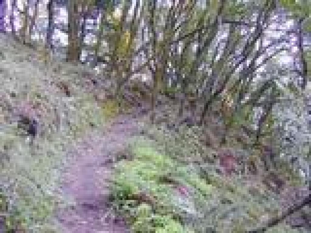 Matt Davis Trail