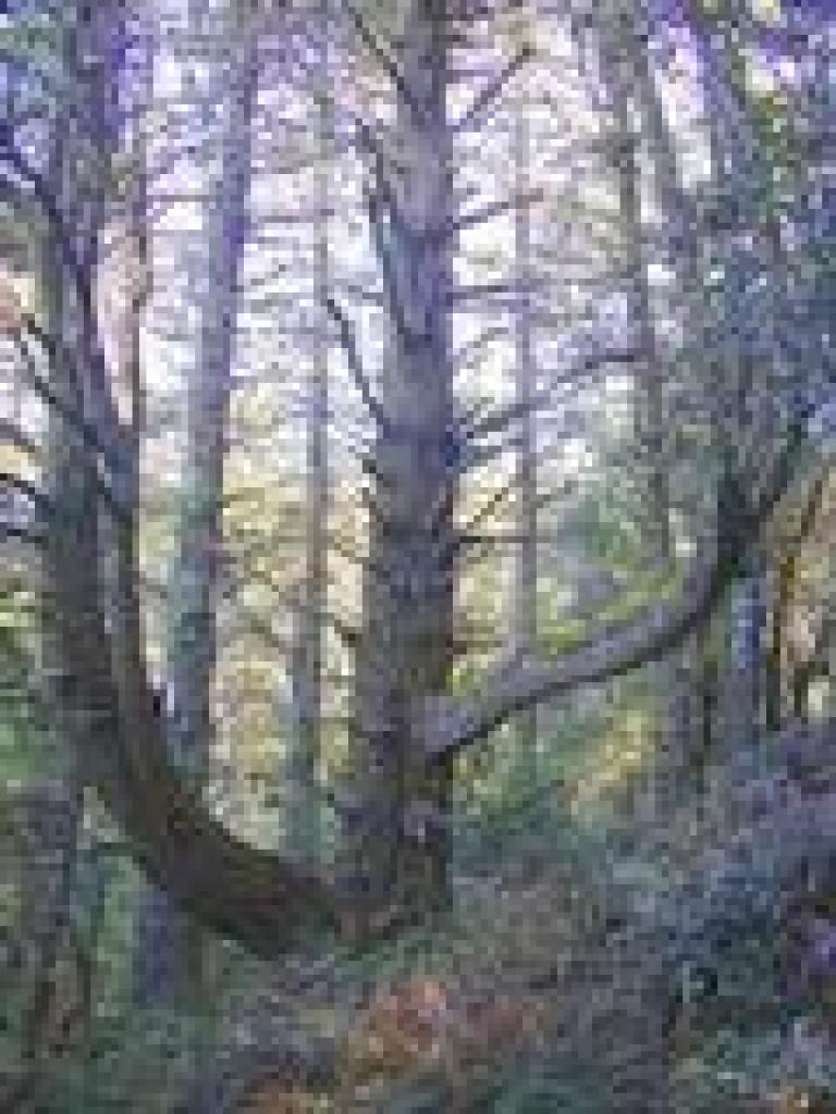 Douglas fir