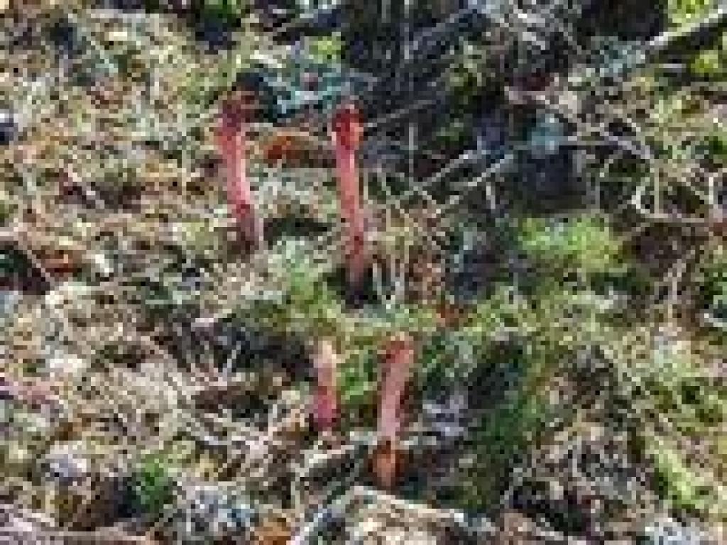 Coralroot