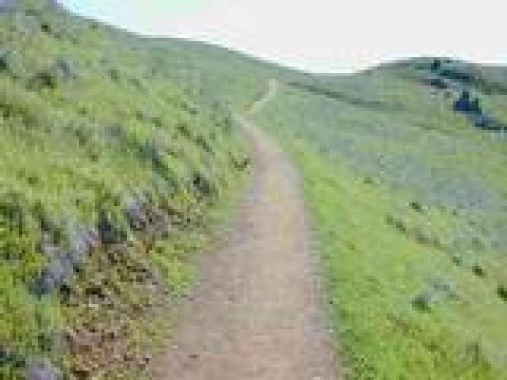 Grassland