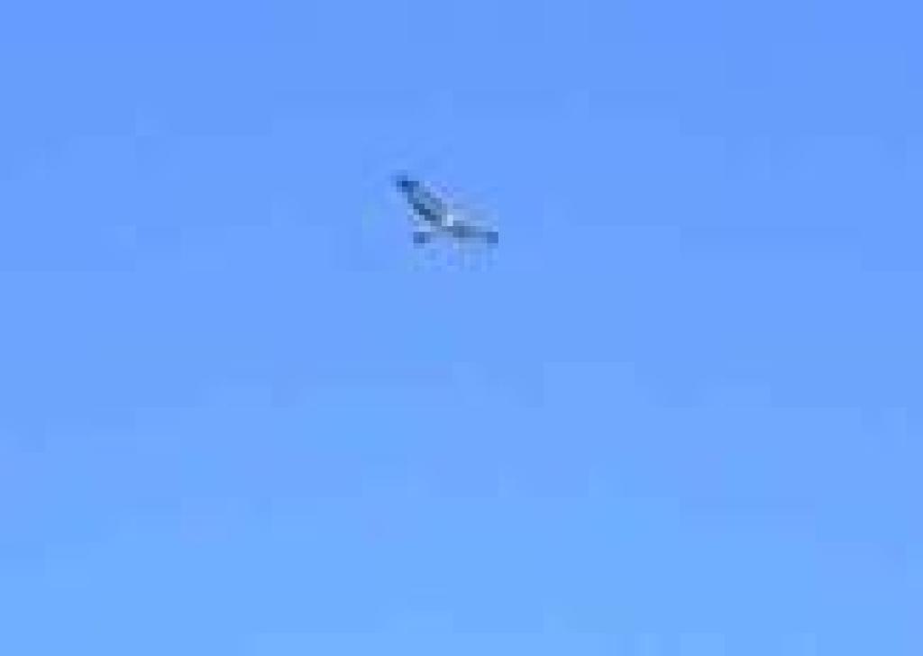 Hawk