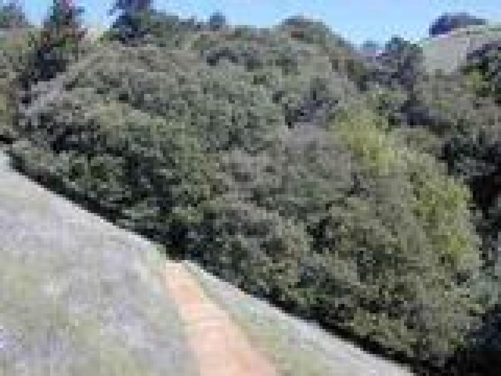 Heading into the woods