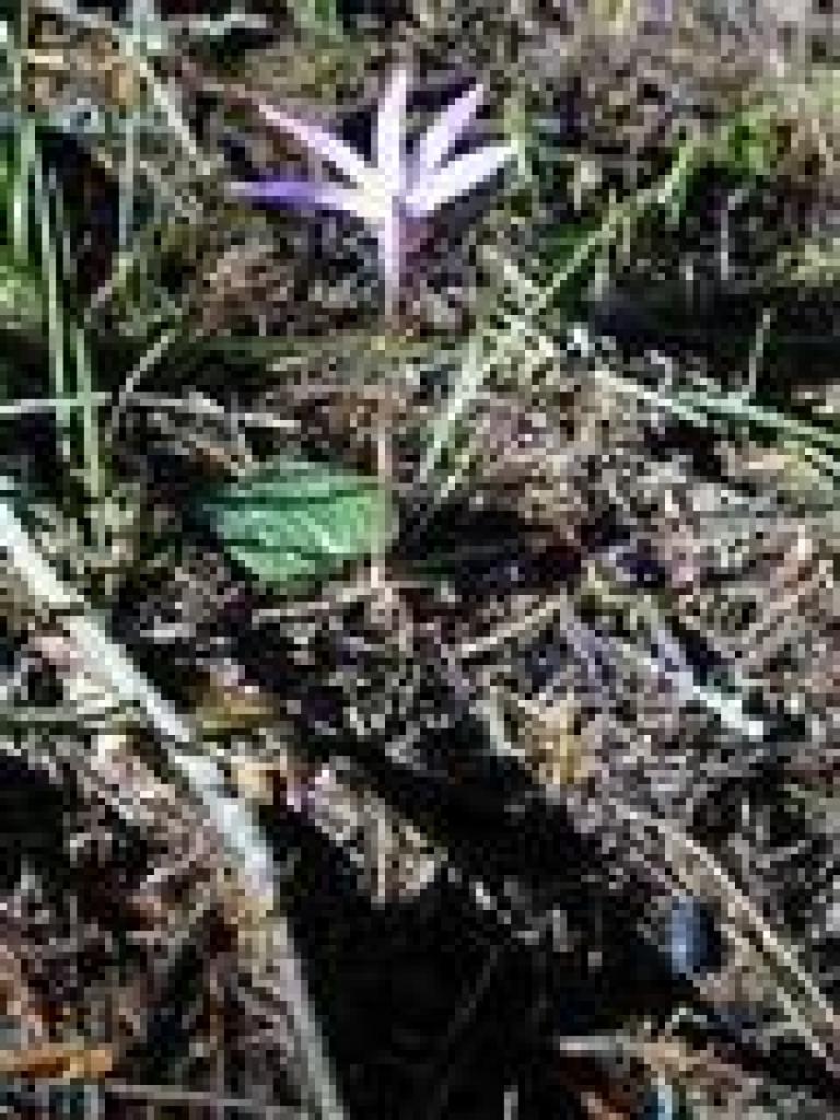 Calypso orchid