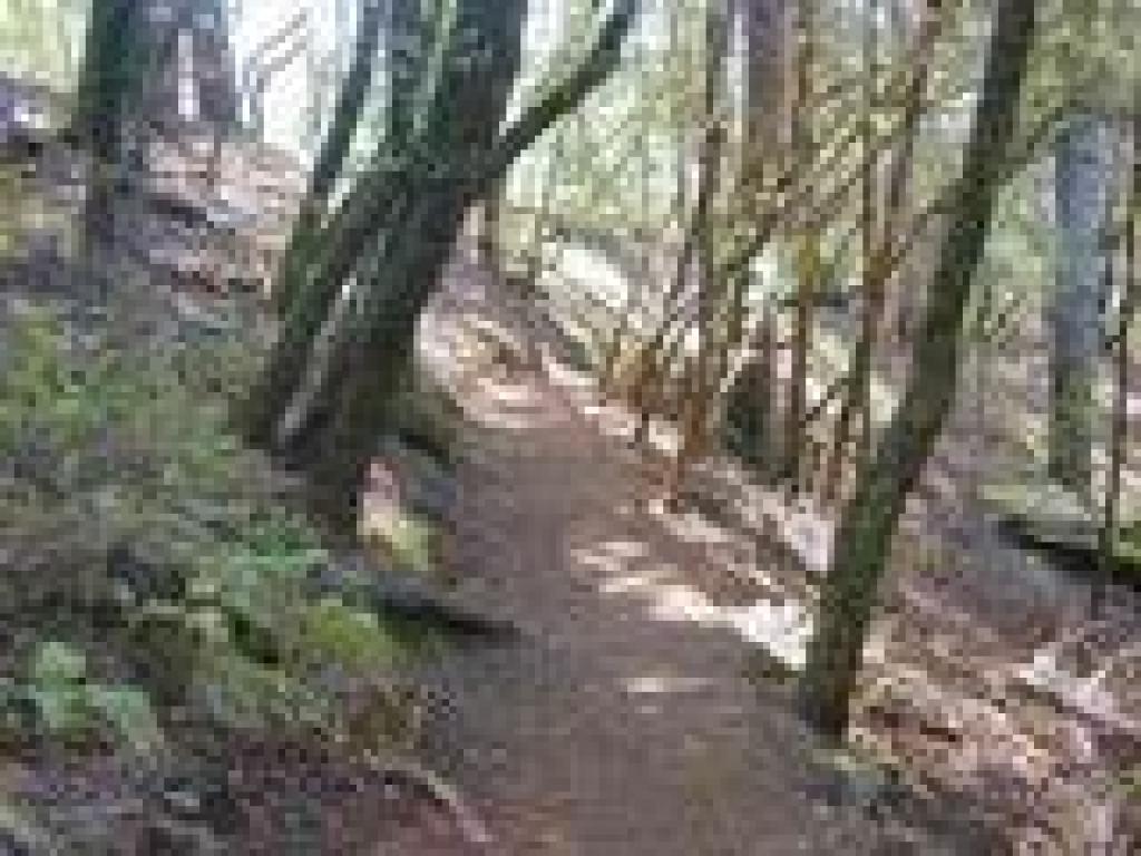 Woods