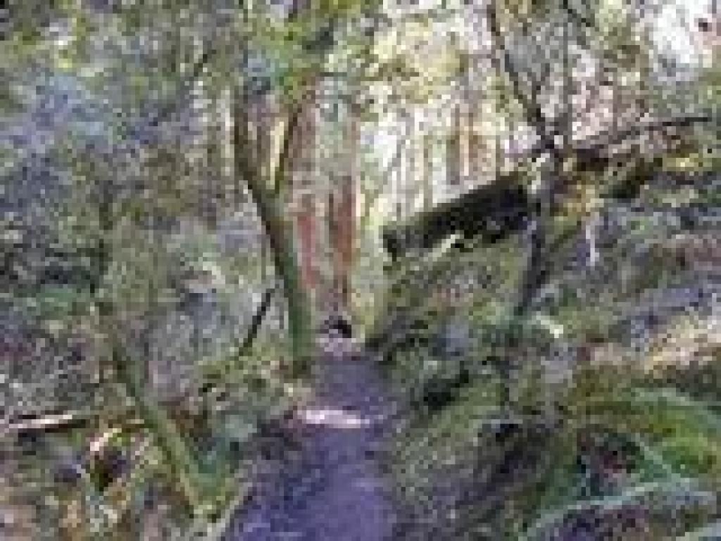 Steep Ravine Trail