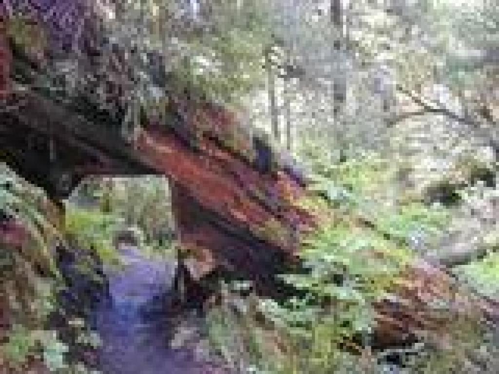 Notched redwood