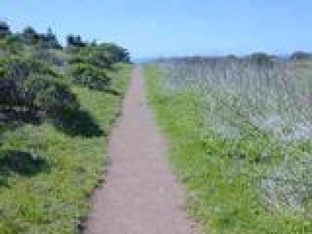 Dipsea Trail