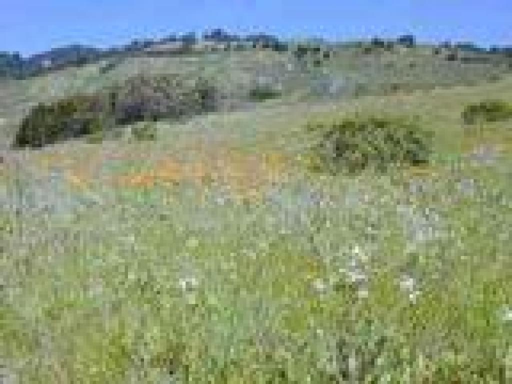 Poppies and wild radish