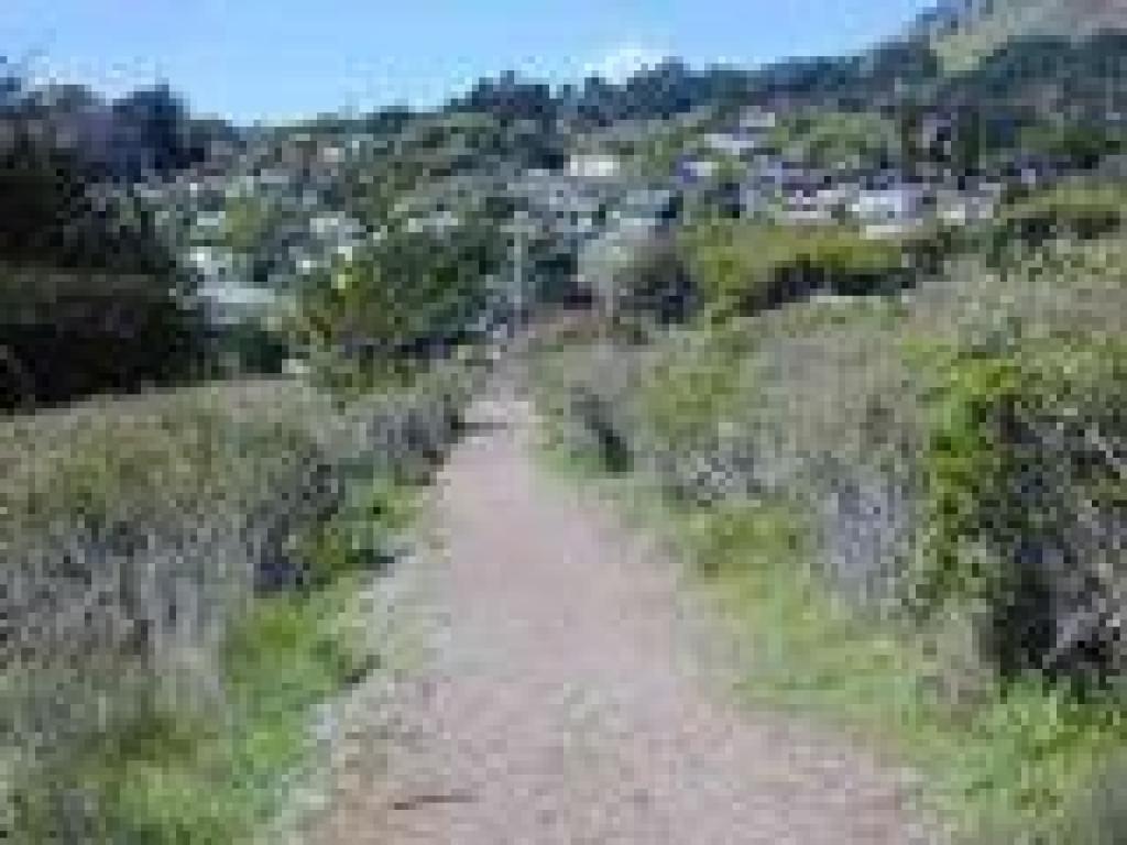Cottoneaster lines the trail