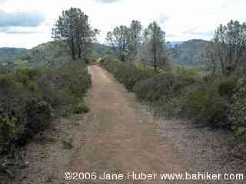 Gray Pine Trail