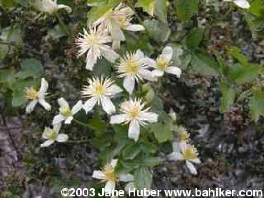 Pipestem clematis