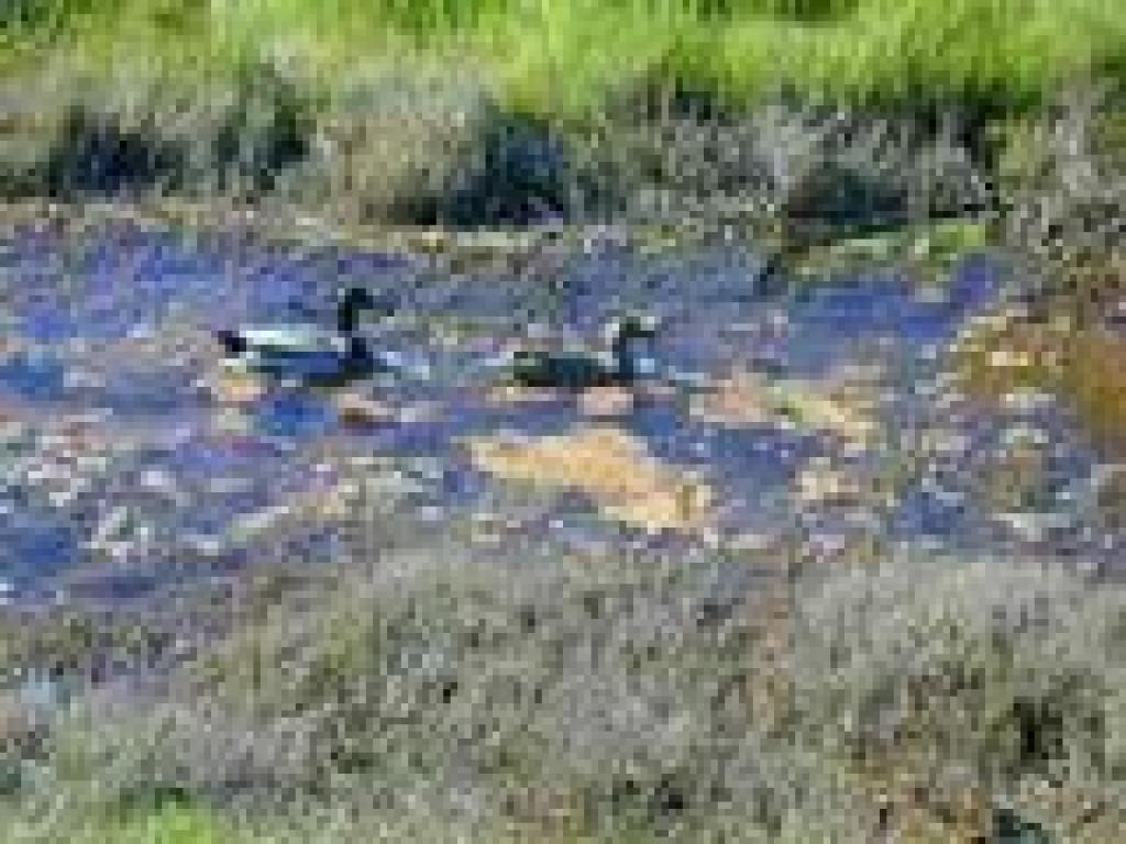Ducks