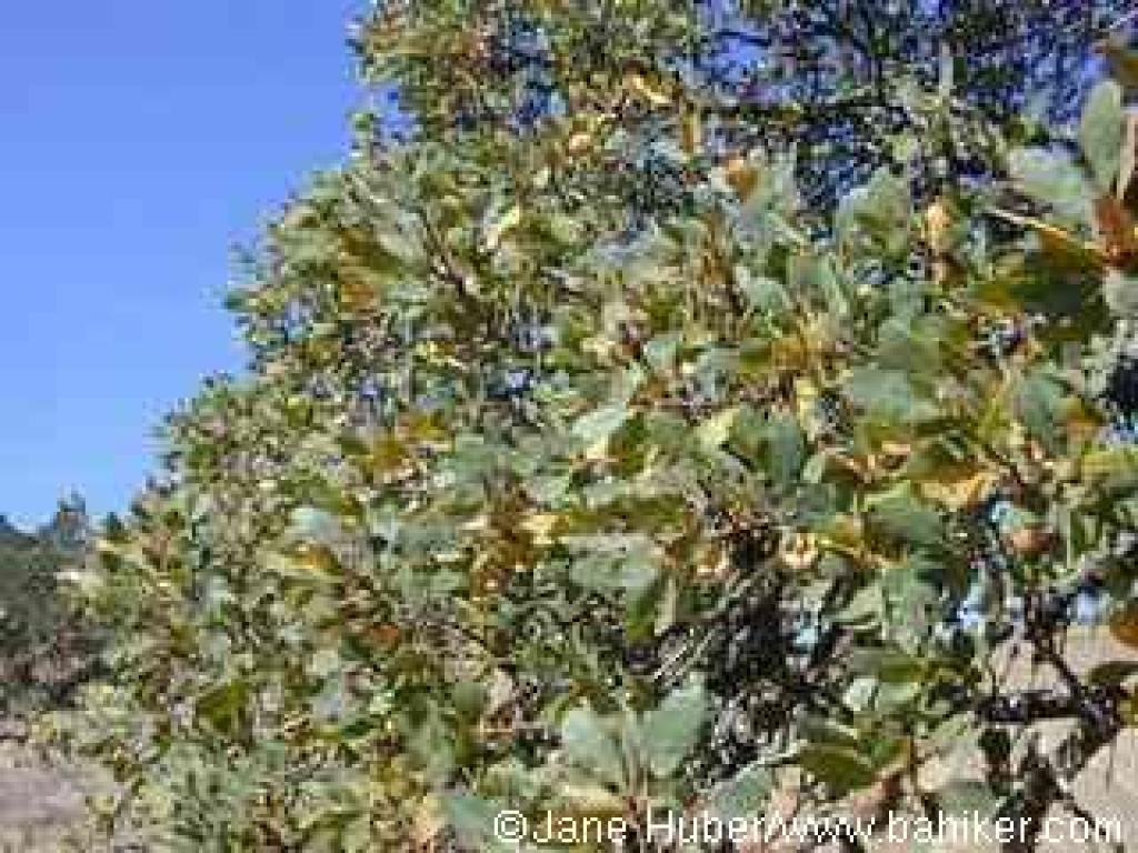 Blue oak