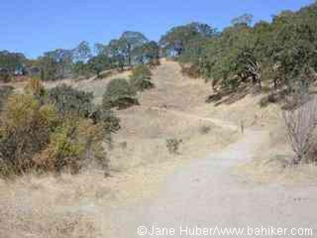 Fire road near Lake Suttonfield