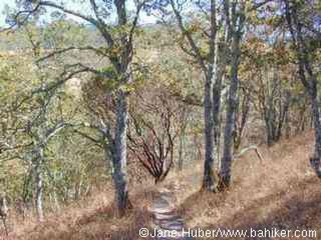 Oaks and manzanita along the trail