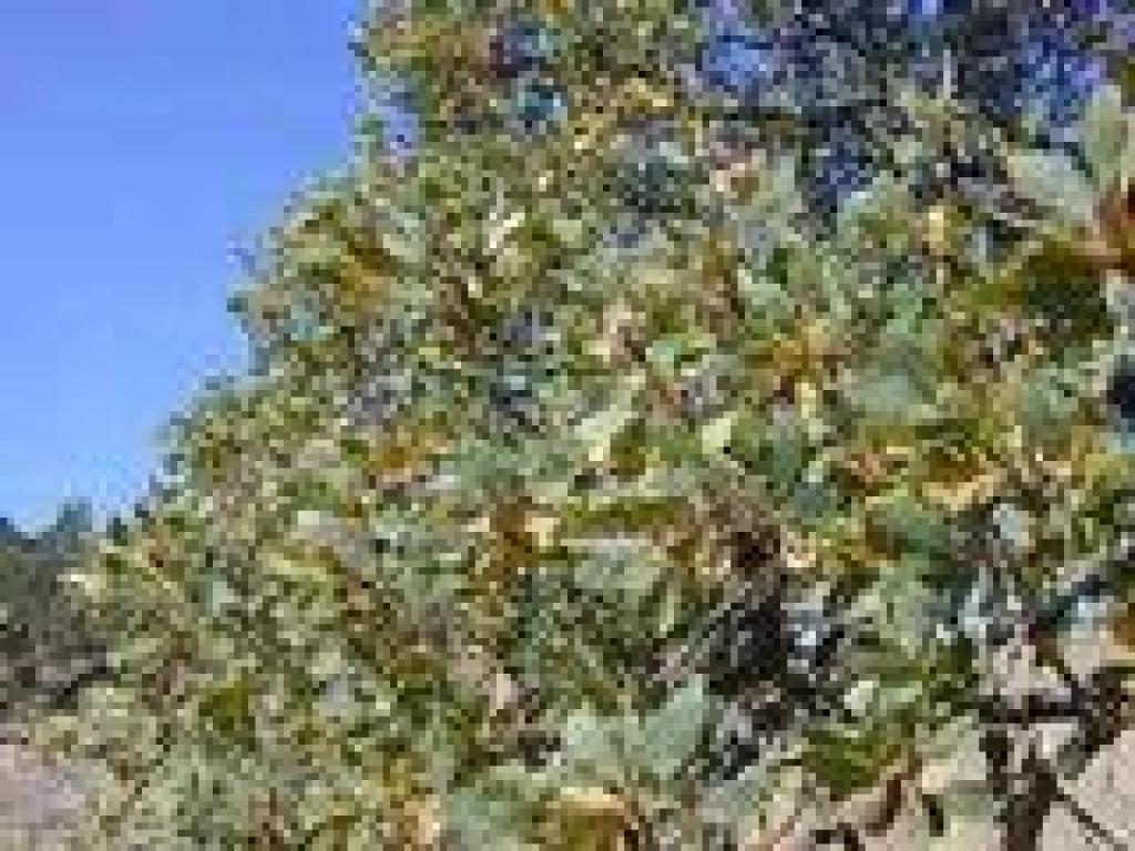 Blue oak
