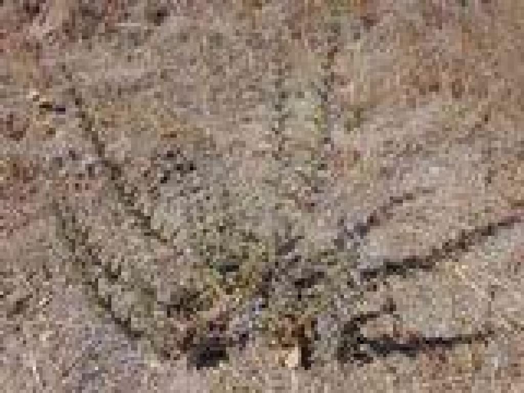 Vinegarweed