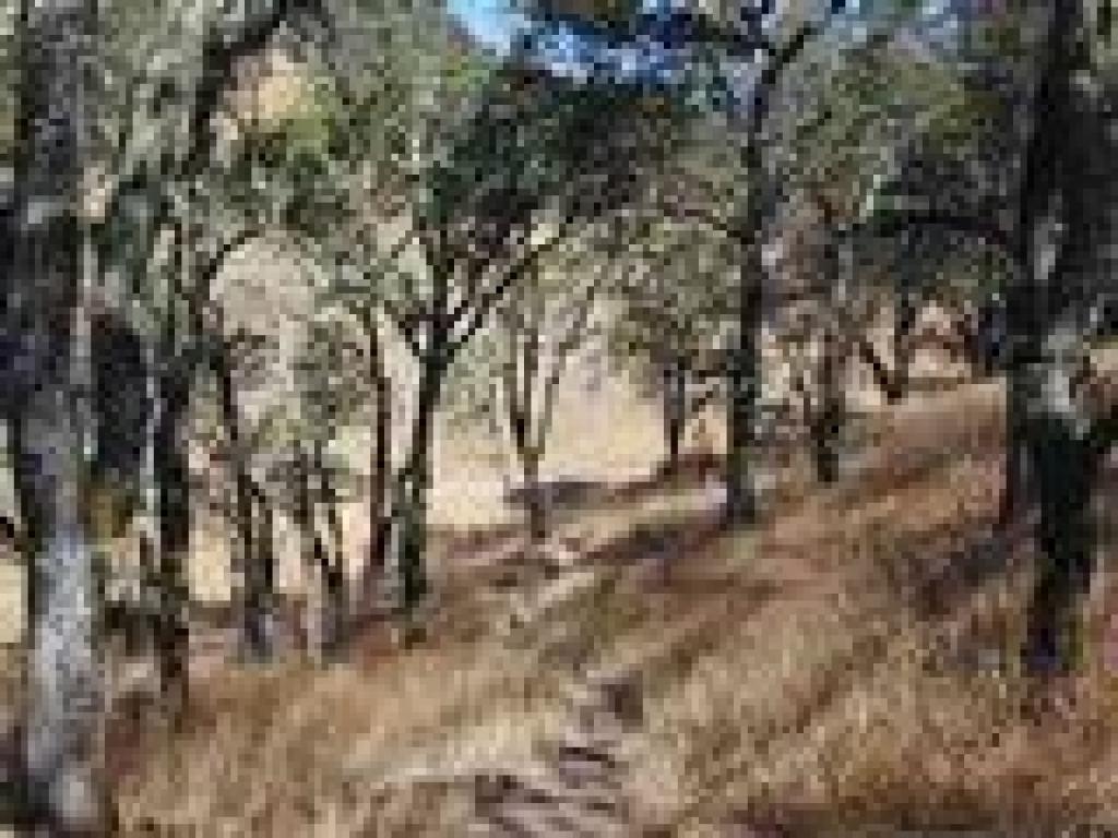 Descending through oaks