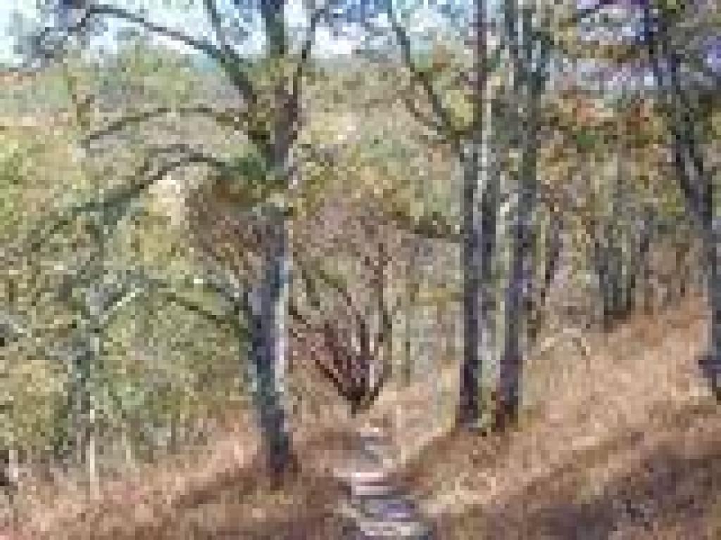 Oaks and manzanita along the trail