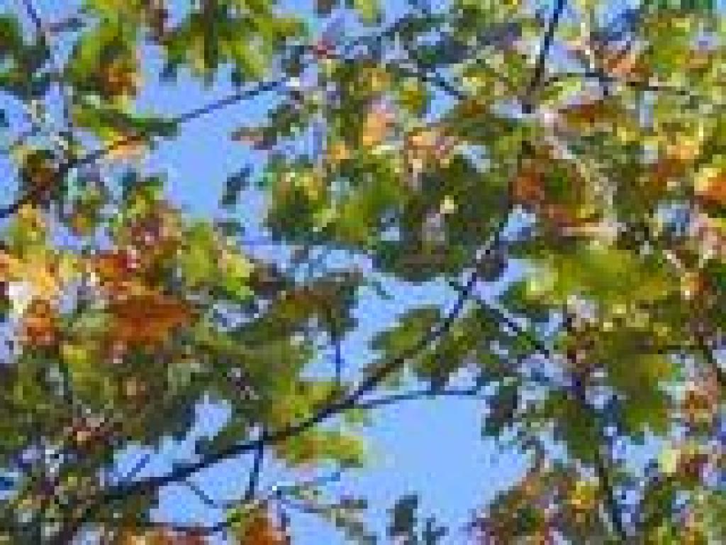 Black oak leaves