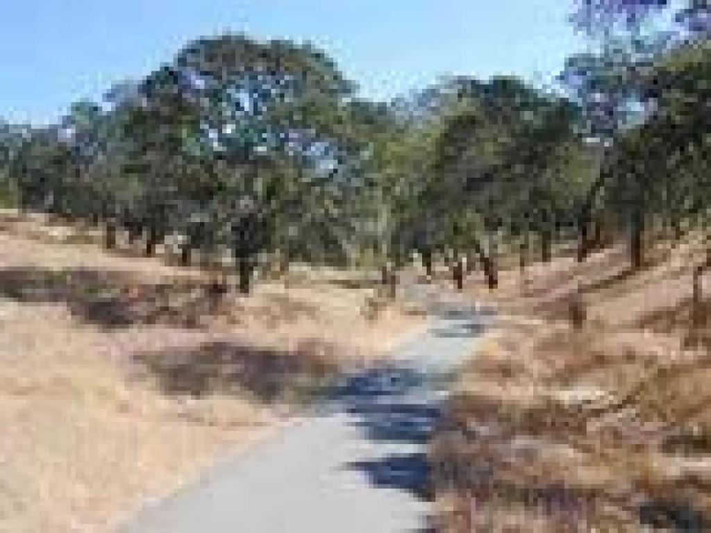 Winding through blue oaks