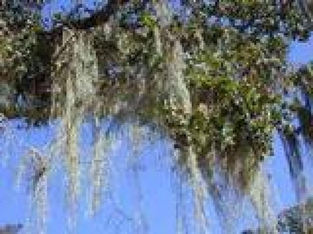 Lace lichen