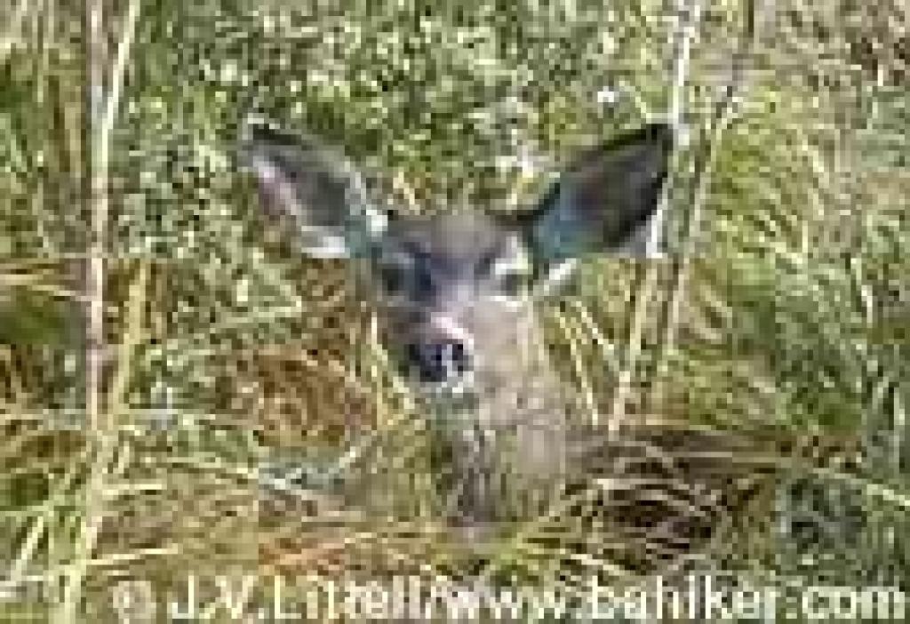 Mule deer