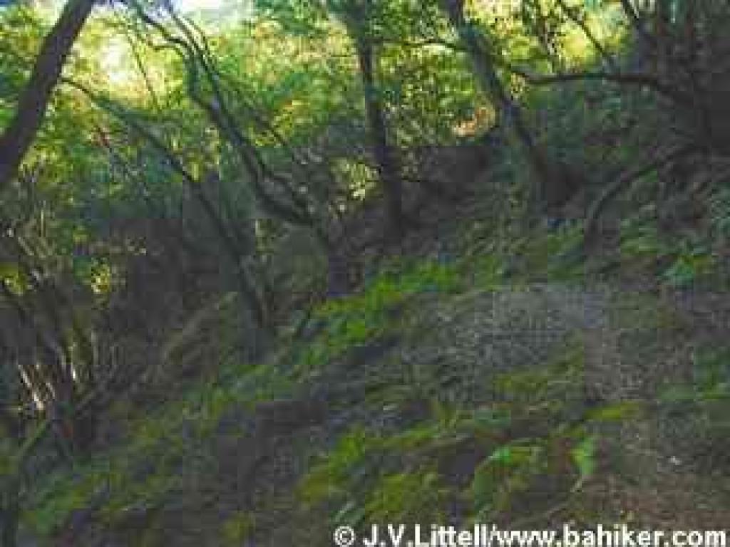 Trail winds through dark woods