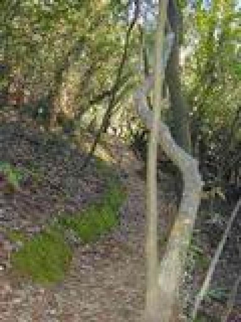 Loop Trail