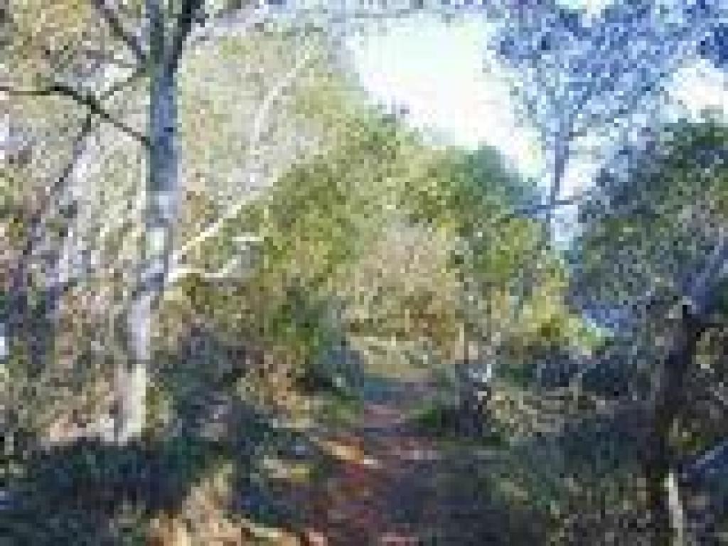 Leaving the woods