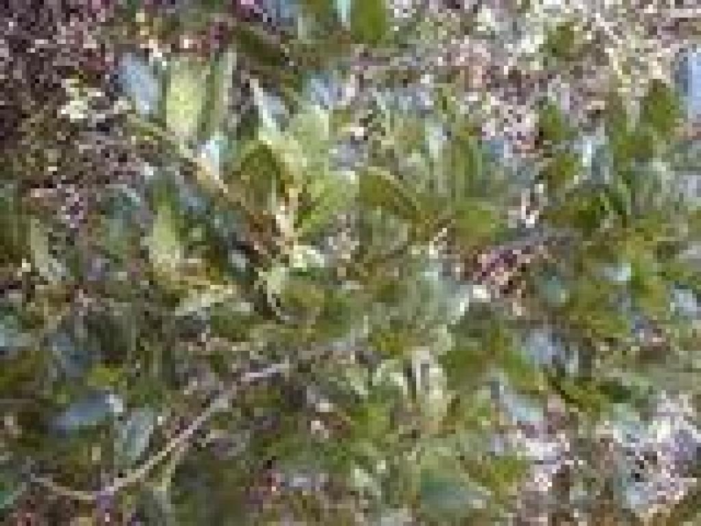 Coast live oak