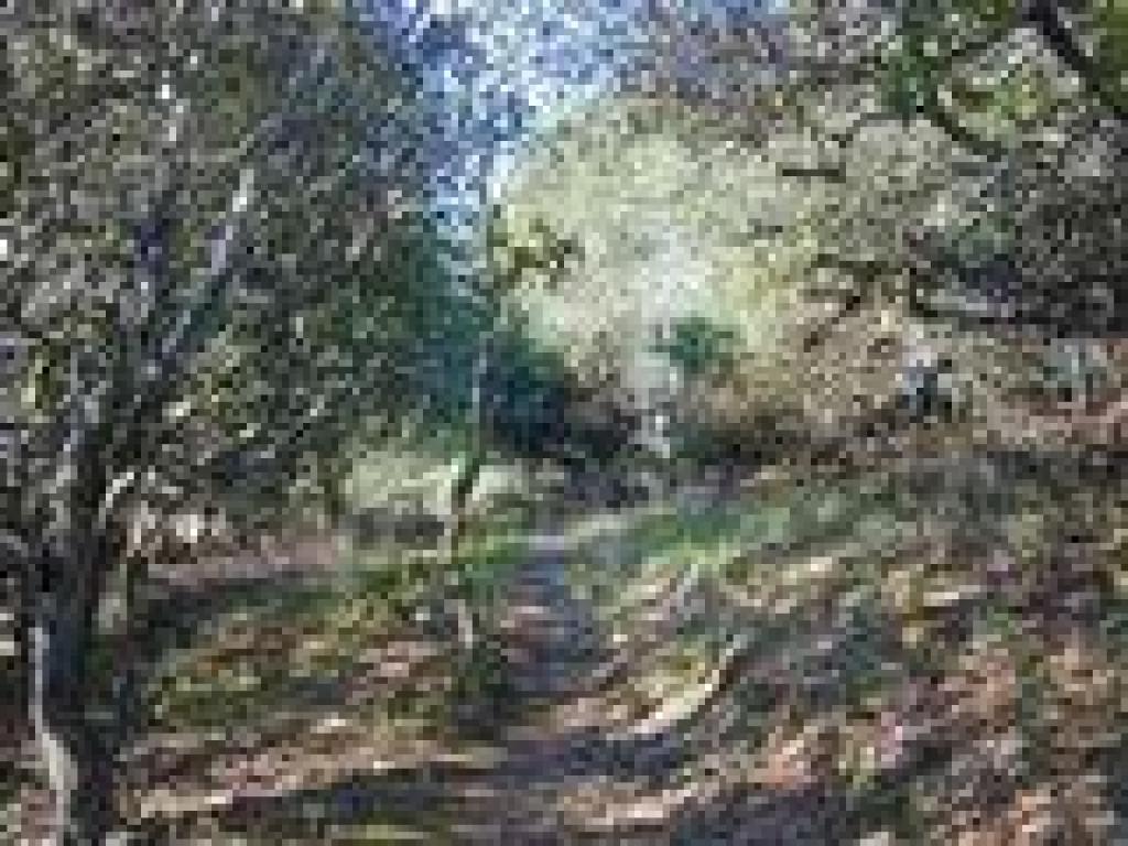 Mixed woodland