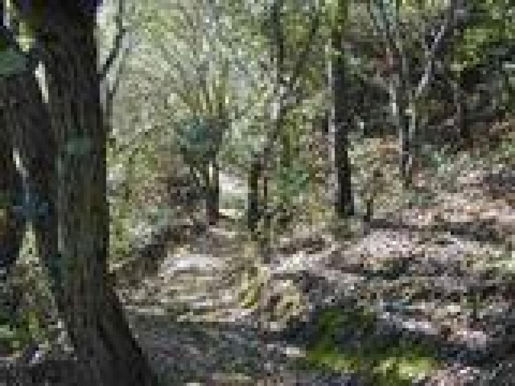 Back in the woods