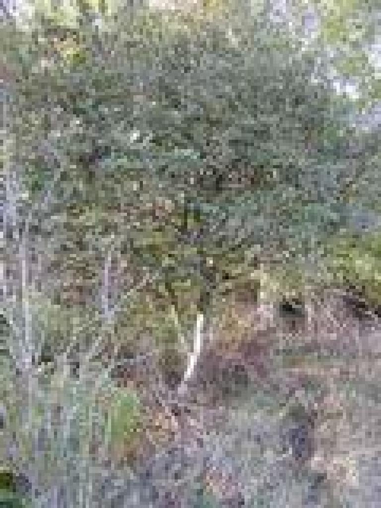 Toyon