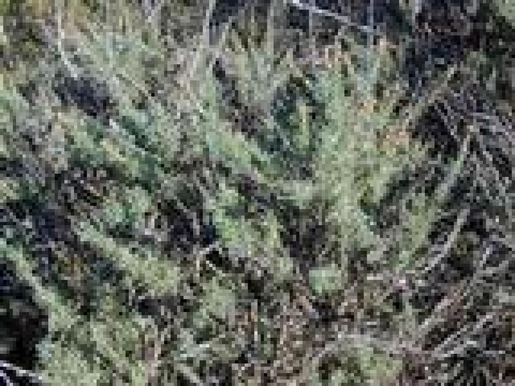 Sagebrush
