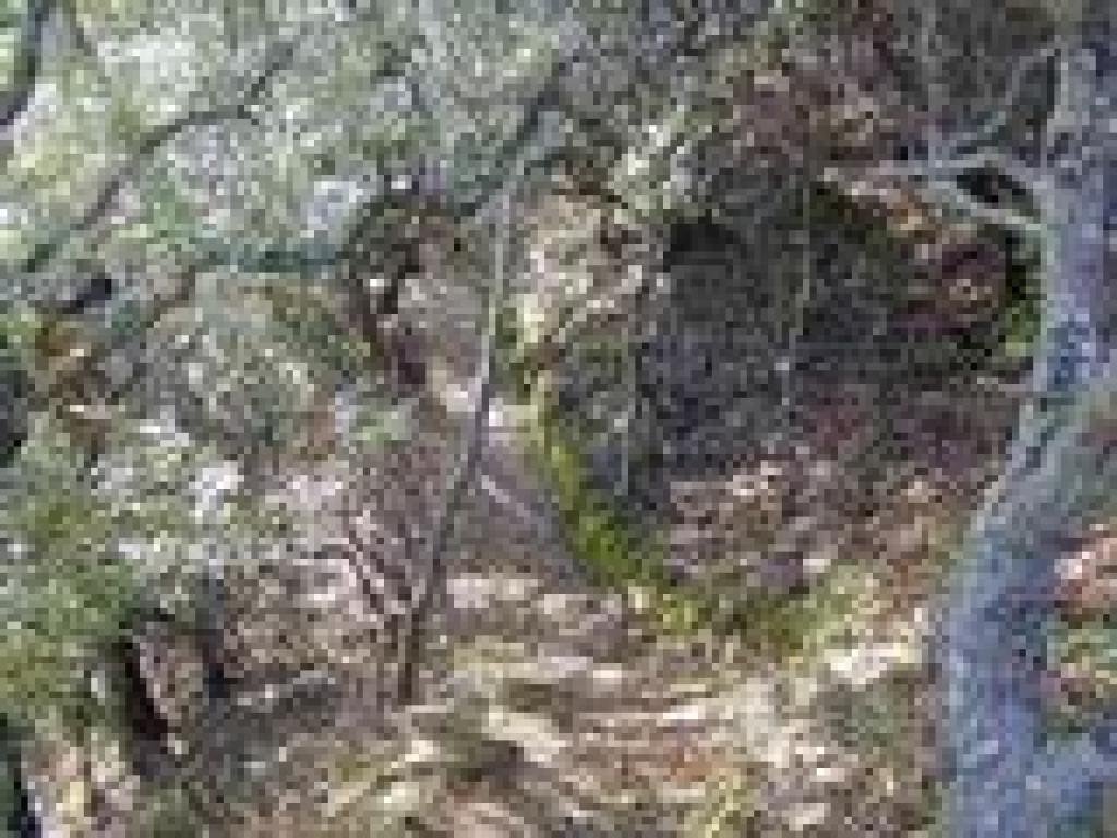 Returning to the woods