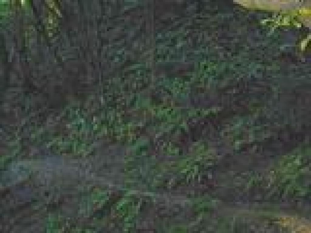 Dark