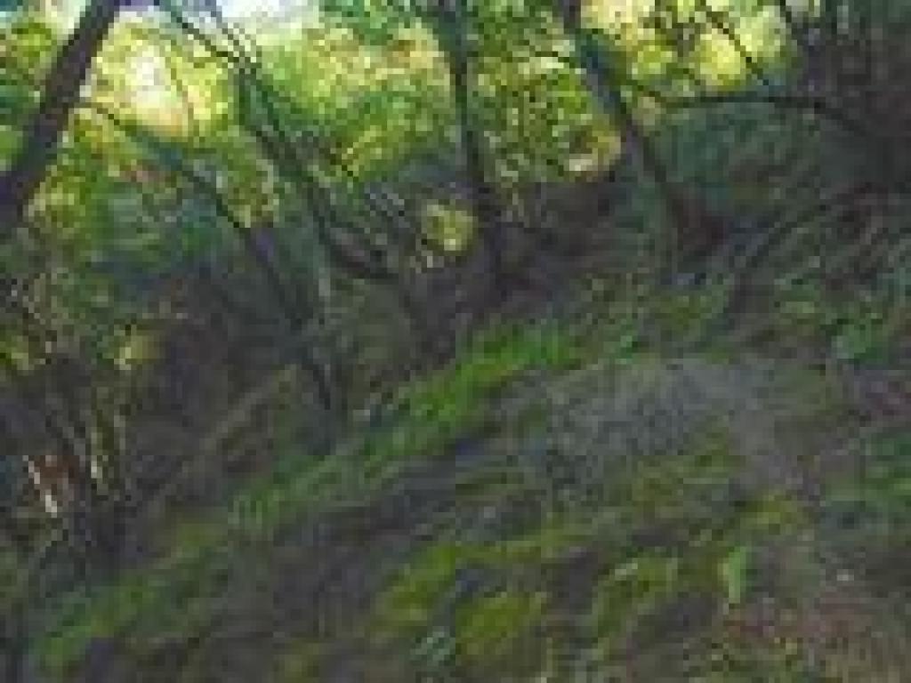 Trail