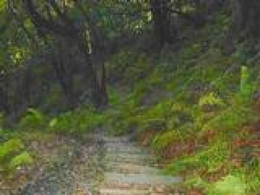 Steps