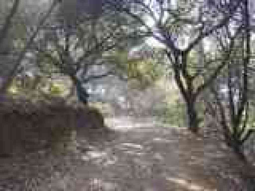 Woods