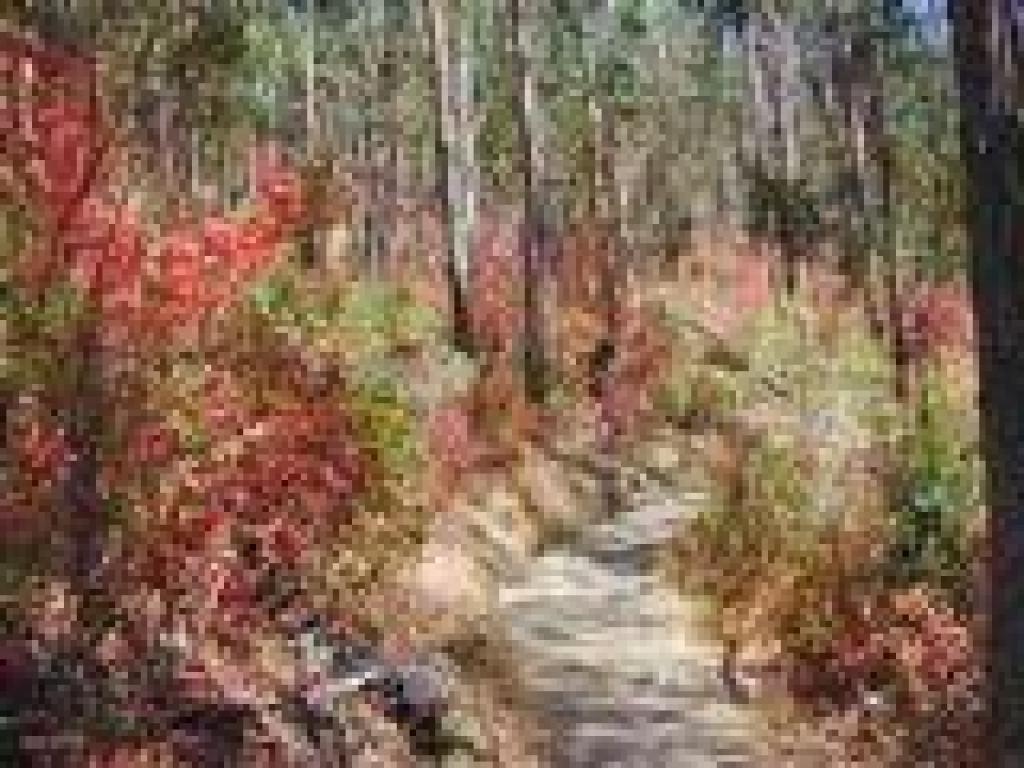 Poison oak beneath eucalyptus