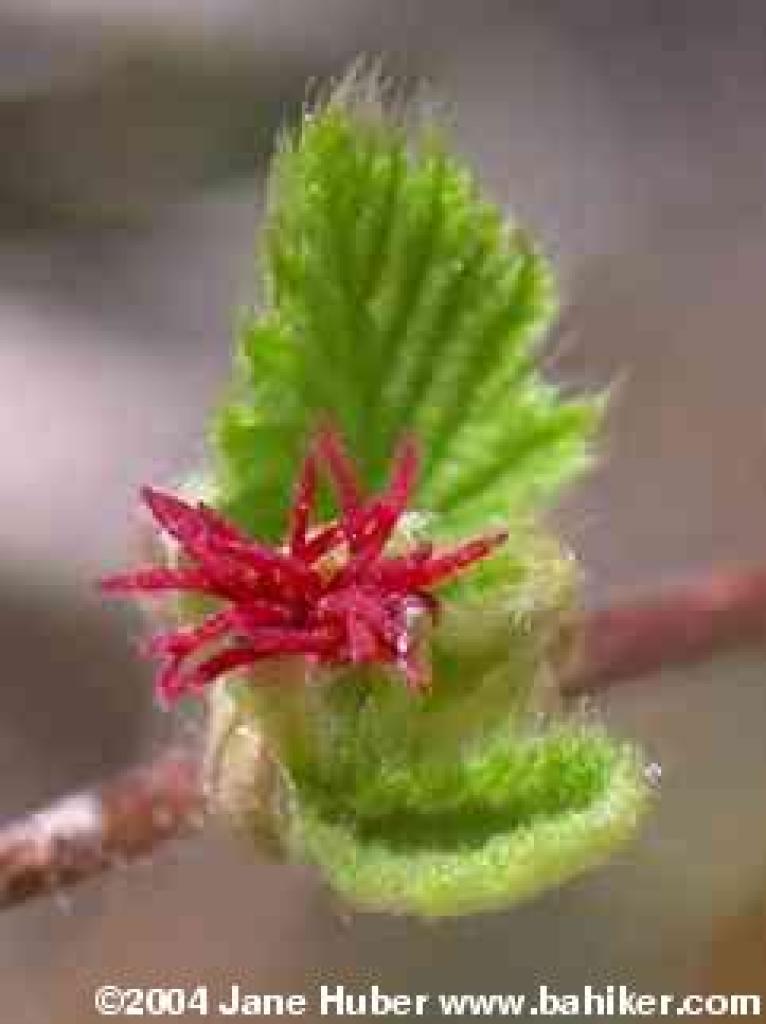 flower on hazelnut