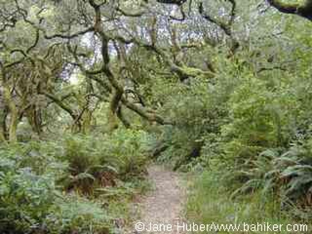 Jepson Trail