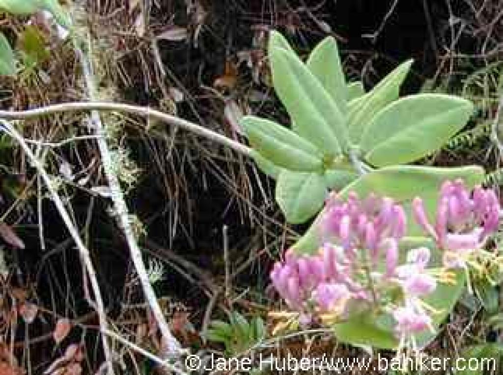 Honeysuckle