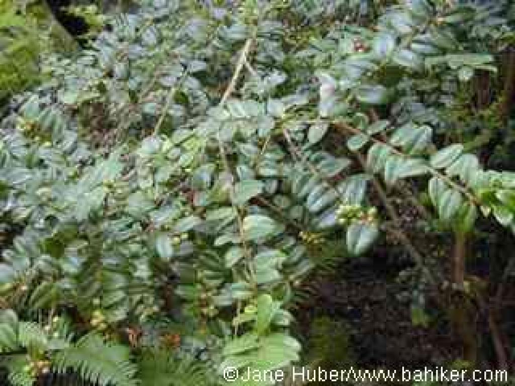 Huckleberry