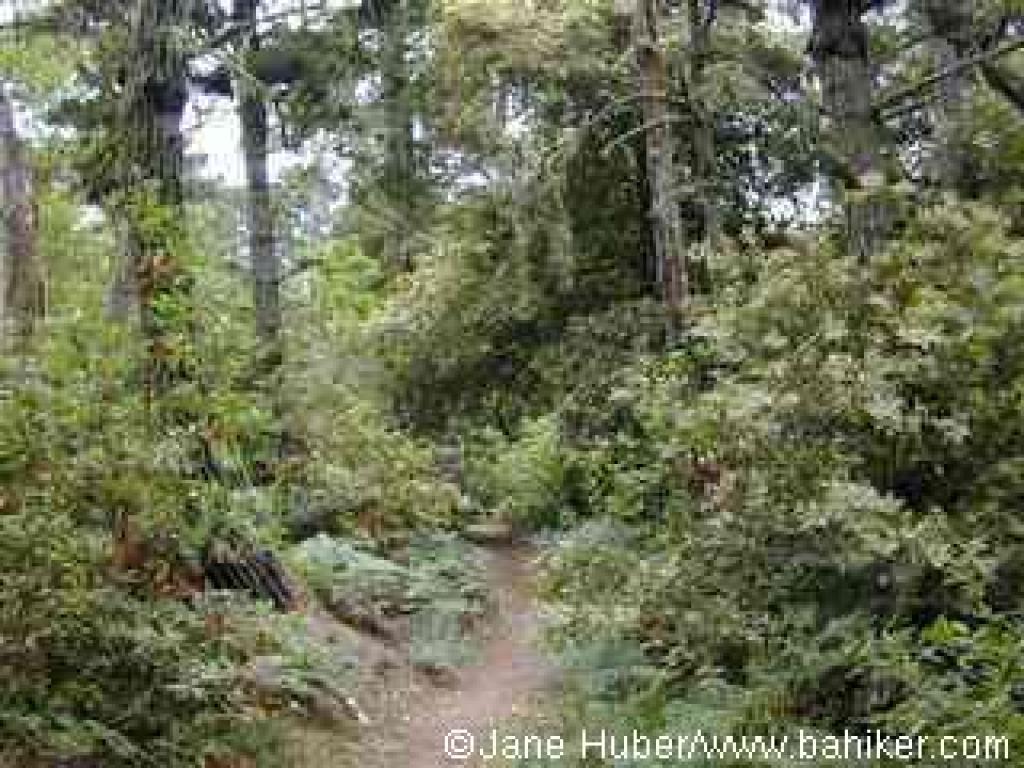 Johnstone Trail