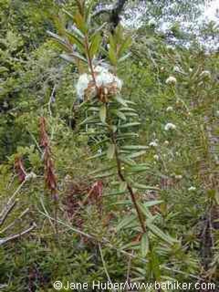 Labrador tea