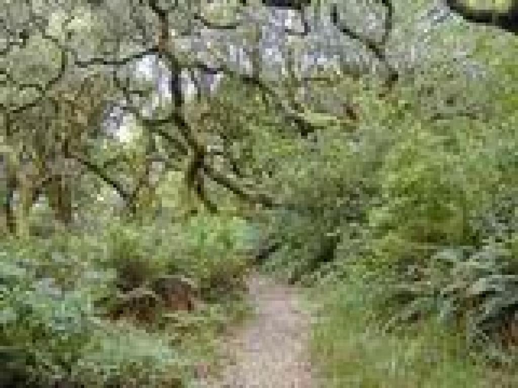 Oaks, ferns, and huckleberries